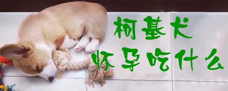 柯基犬怀孕吃什么1