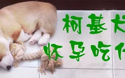 柯基犬怀孕吃什么