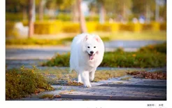 日本的名犬有哪几种