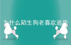 为什么陌生狗老喜欢追我