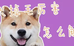 柴犬掉毛厉害怎么解决