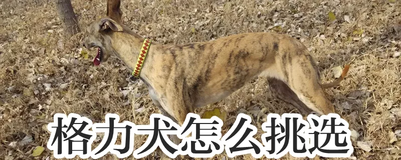 格力犬怎么挑选