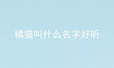 橘猫叫什么名字好听