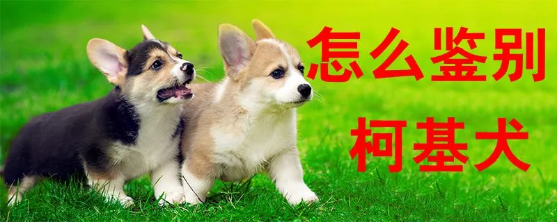 怎么鉴别柯基犬1