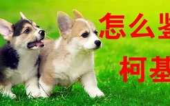 怎么鉴别柯基犬