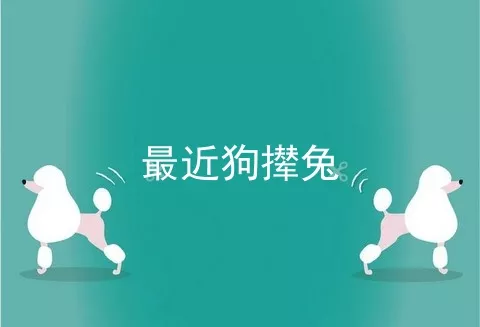 最近狗撵兔