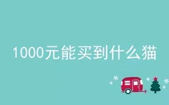 1000元能买到什么猫