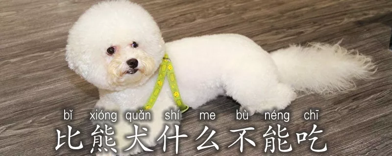 比熊犬什么不能吃