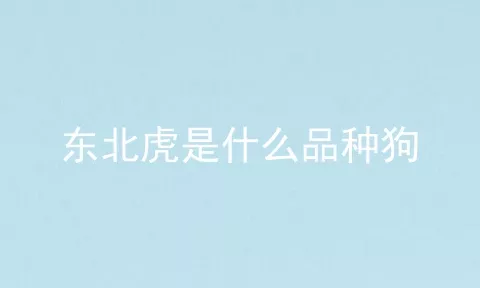 东北虎是什么品种狗