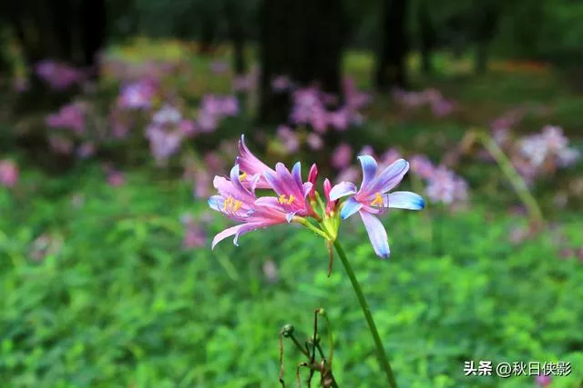 杭州新一轮花海旅游攻略（杭州这公园有一片石蒜花的海洋）(9)