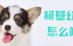 柯基幼犬怎么喂