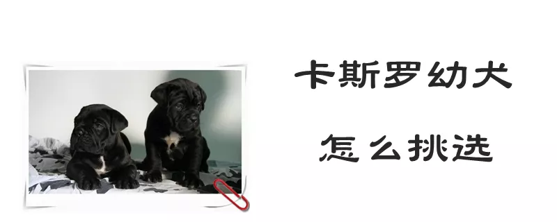 卡斯罗幼犬怎么挑选