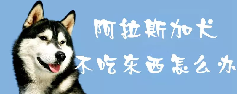 阿拉斯加犬不吃东西怎么办1