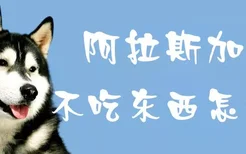 阿拉斯加犬不吃东西怎么办