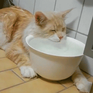 猫咪喝什么水(猫咪喝什么水比较好)