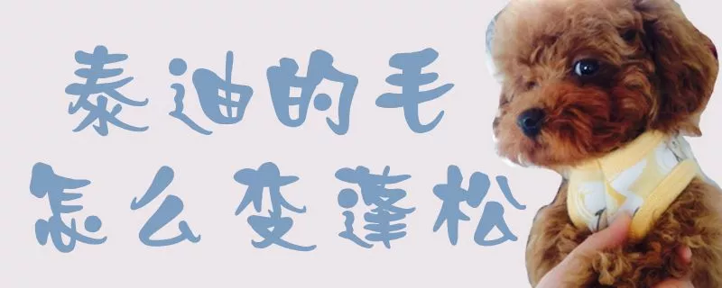 泰迪的毛怎么变蓬松1