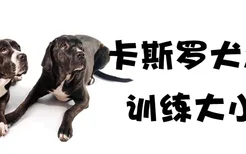 卡斯罗犬怎么训练大小便