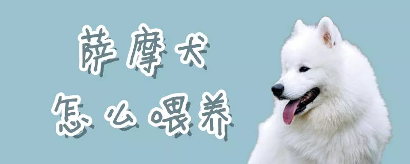 萨摩犬怎么喂养