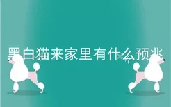 黑白猫来家里有什么预兆