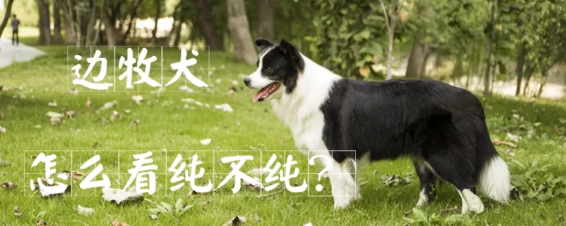 边牧犬怎么看纯不纯