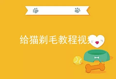 给猫剃毛教程视频