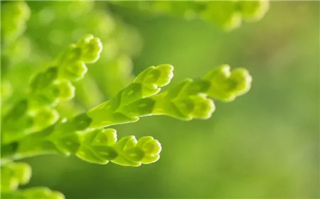 芦荟能除甲醛净化空气么