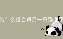 为什么猫会帮另一只猫埋屎