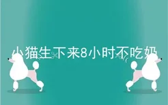 小猫生下来8小时不吃奶