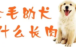 金毛幼犬吃什么长肉