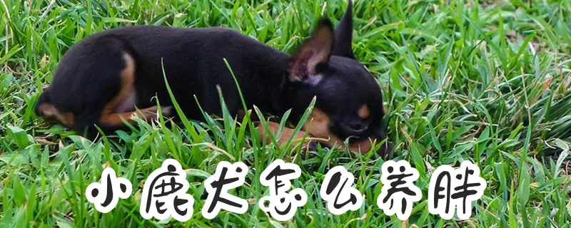 小鹿犬怎么养胖