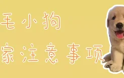 金毛小狗到家注意事项