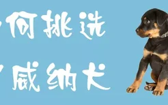 如何挑选罗威纳犬