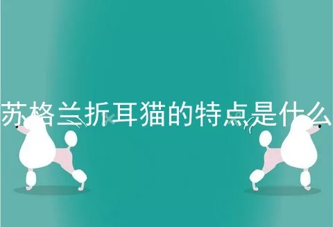 苏格兰折耳猫的特点是什么