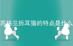 苏格兰折耳猫的特点是什么