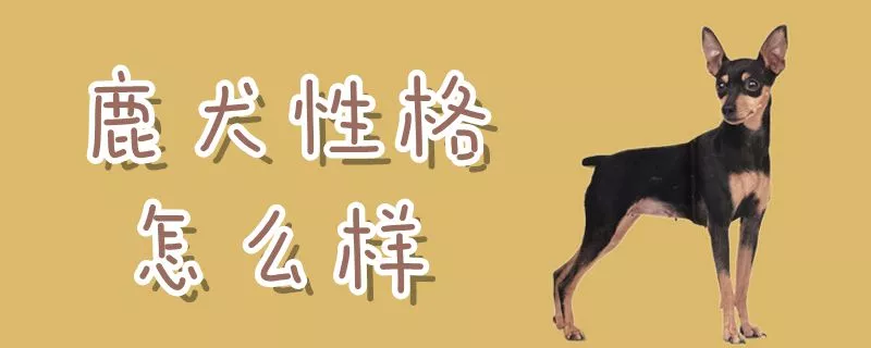 鹿犬性格怎么样