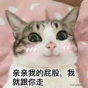 猫会放屁么(猫会放屁吗)