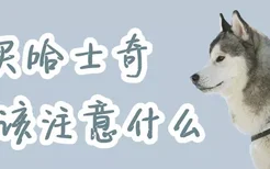 买哈士奇应该注意什么