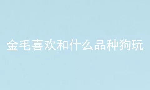 金毛喜欢和什么品种狗玩