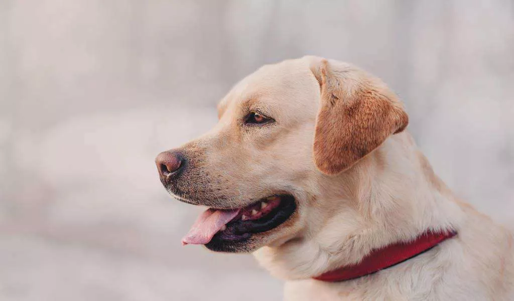 常见的伴侣犬有哪些 这几种狗狗非常受欢迎