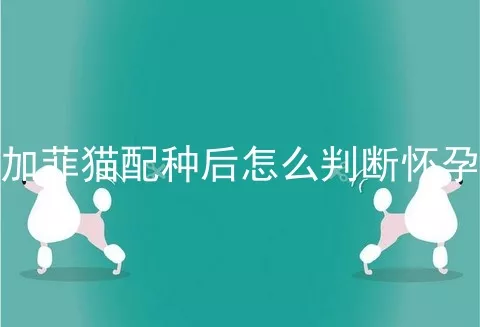 加菲猫配种后怎么判断怀孕