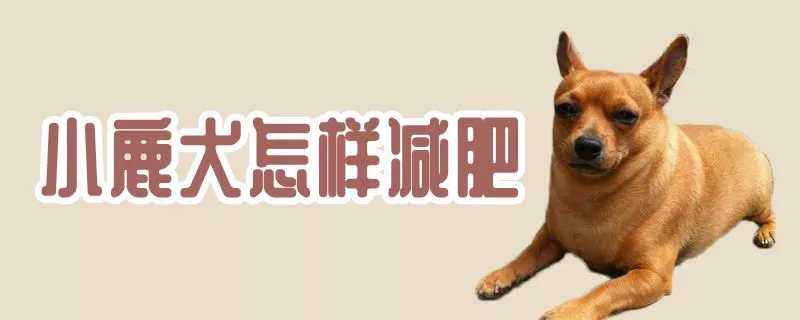 小鹿犬怎样减肥