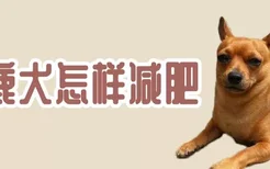 小鹿犬怎样减肥