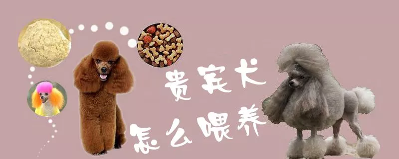 贵宾犬怎么喂养1