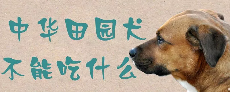 中华田园犬不能吃什么1