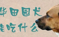 中华田园犬不能吃什么