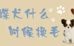 蝴蝶犬什么时候换毛