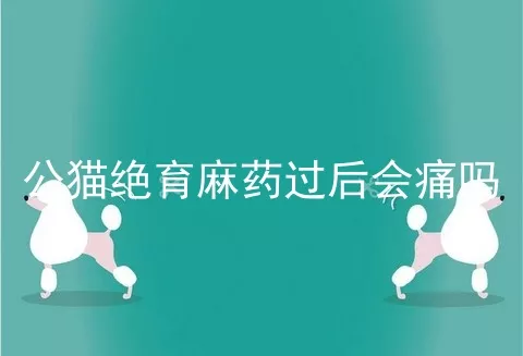 公猫绝育麻药过后会痛吗