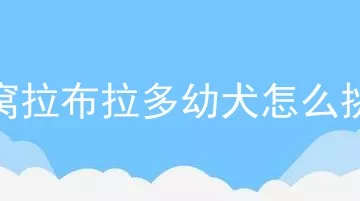 一窝拉布拉多幼犬怎么挑选