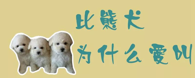 比熊犬为什么爱叫1