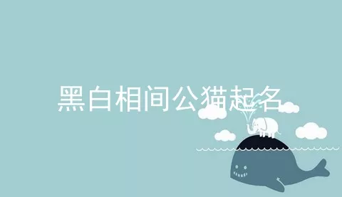 黑白相间公猫起名